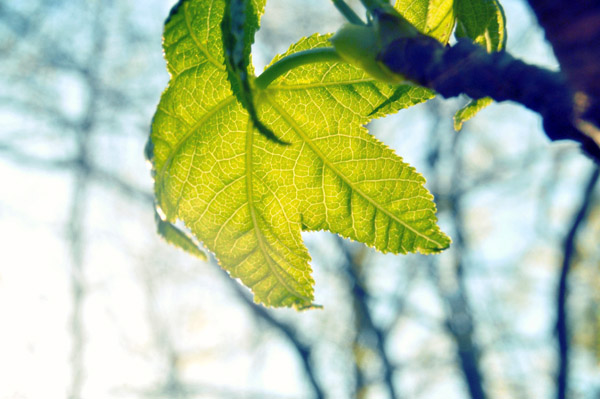 在线轰炸网页版